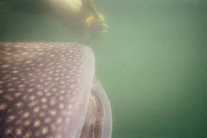 whaleshark.jpg